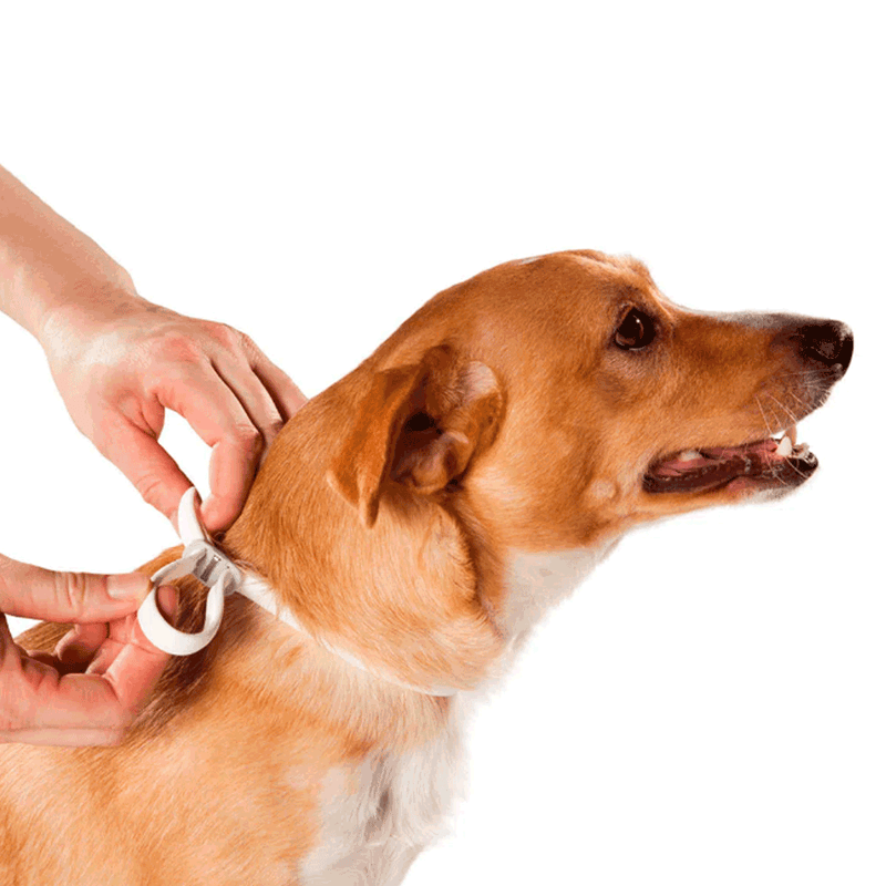 Antipulgas Bravecto Cães 20 a 40kg MSD